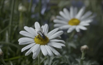 Autonomous Drone Insect | Black Mirror Wiki | Fandom