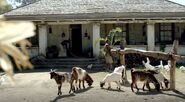 Barlow House goats