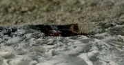 Morley dead S1E4