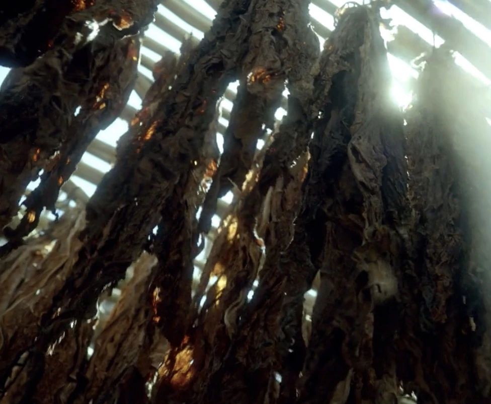 Tobacco | Black Sails Wiki