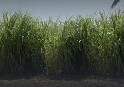 Sugarcane