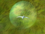Flock of Birds