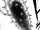 Unnamed stone morning star.png