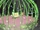 Magia de Plantas