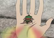 Rainbow Stink Bug