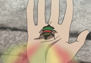 Rainbow stink bug