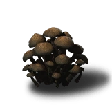 Monkey-Head Fungus Rare