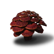 Nine-Capped Lingzhi Rare