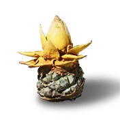 Golden Lotus Uncommon