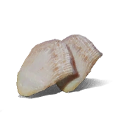 Loong Scales Legendary