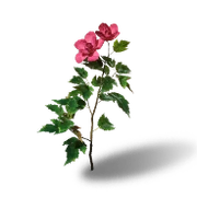 Fragrant Jade Flower Uncommon