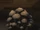 Monkey-Head Fungus