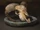 Goat Skull