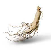 Aged Ginseng Uncommon