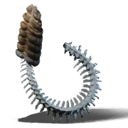 Spine in the Sack Rare
