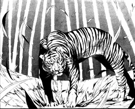 Innocentsoul tiger