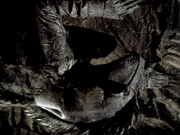 A Phibian on the tunnel ceiling on Aristo