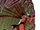 Devorar Erupcion/Image Gallery