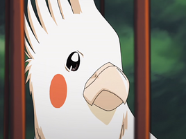 Parakeet Form