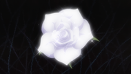 Charlotte uses Rosa Blanca.