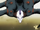 Hexapodus/Image Gallery