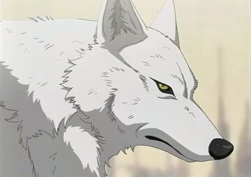 Anime Winged White Wolf  Anime Amino