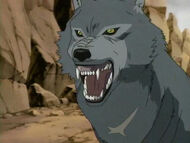 The Animal