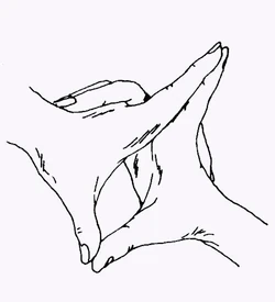 The Uttarabodhi Mudra