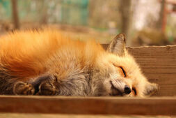 Zao-fox-village-japan-29