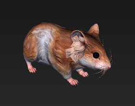 Small-Footed Hamster