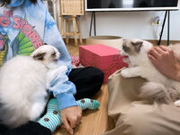 2-BLACKPINK-Lisa-Cat-Lily-with-mom-jennie-the-cat-3586990777-1572237569236.jpg (303 KB)