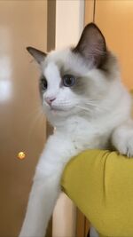 BLACKPINK-Lisa-Instagram-Story-21-October-2019-Lily-Cat.jpeg