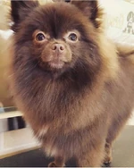 Kuma