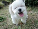 Dalgom