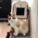 3-BLACKPINK-Lisa-Cat-Luca.jpg (128 KB)