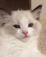 BLACKPINK-Lisa-Cat-Lily.jpg (127 KB)