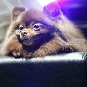 Kuma Black Pink Wiki Fandom