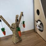 BLACKPINK-Lisa-Cat-Lily-visited-Mingus.jpg (142 KB)