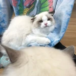 1-BLACKPINK-Lisa-Cat-Lily-with-twin-brother-Mingus.jpg (129 KB)