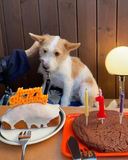 ROSÉ Celebrates Her Dog Hank's Birthday with Adorable Photos
