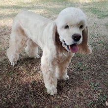 Jennie Black Pink Wiki Fandom