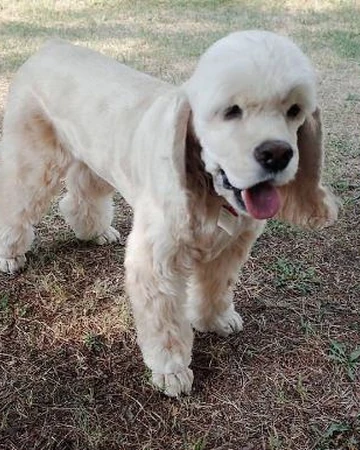 Kai Black Pink Wiki Fandom