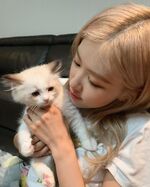 1-BLACKPINK-Rose-Instagram-Update-13-August-2019-with-Lily-Lisa-new-cat