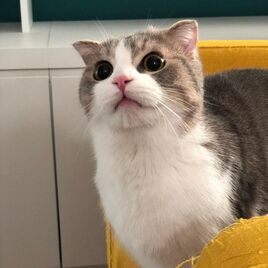 BLACKPINK-Lisa Cat Leo