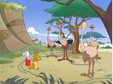 The Ostrich Pride