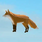 Fox Hat.png