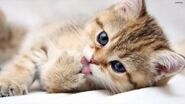 Cute animal kitty cat desktop background 23-1-300x169@2x