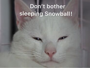 SleepySnowball