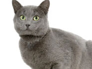 Chartreux with uncommon green eyes