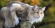 Norwegian-forest-cat-header-1024x532